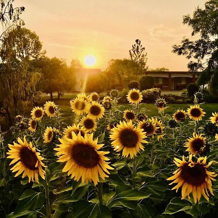 Quirindi Sunflower Motor Inn Bagian luar foto