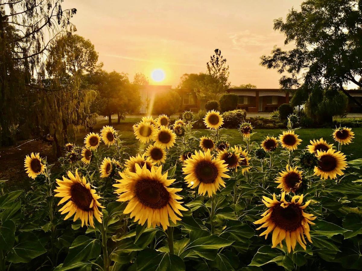 Quirindi Sunflower Motor Inn Bagian luar foto